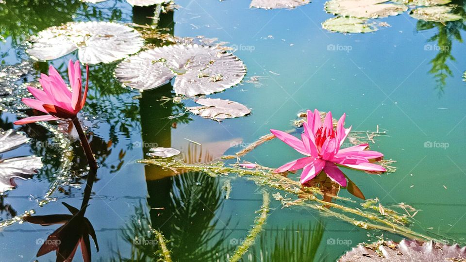 My Lotus pond