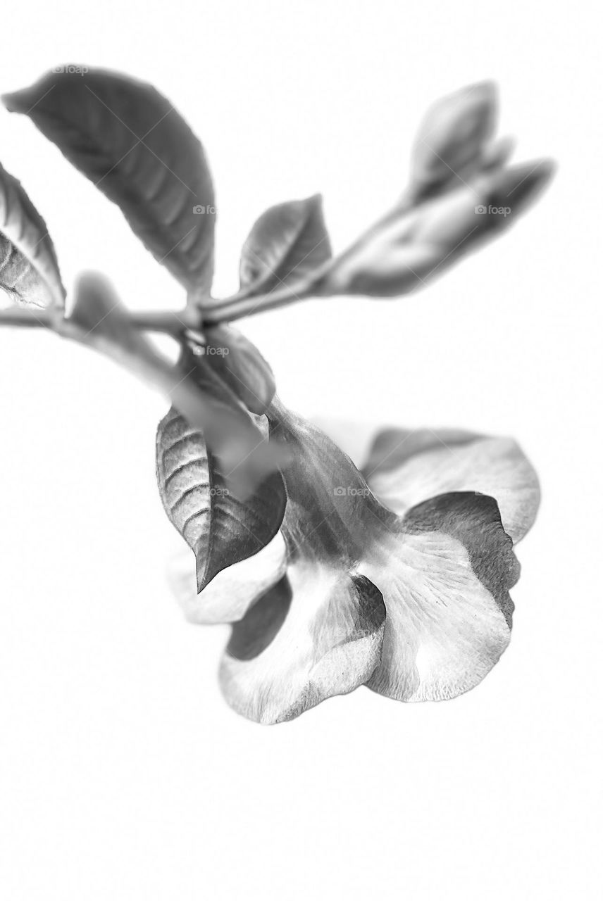 Floral photography  - High Contrast mode - Black and white 