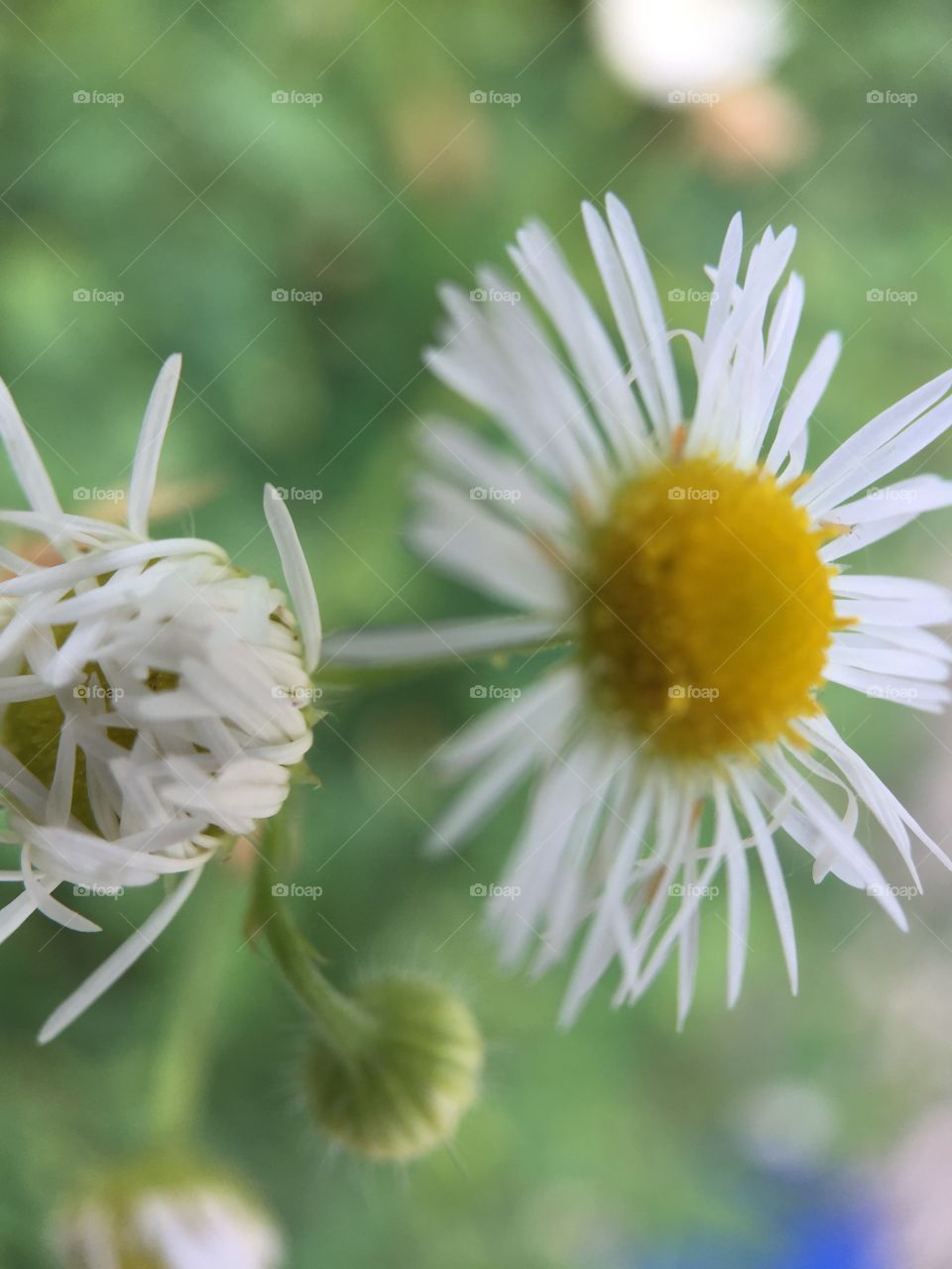 Flower power