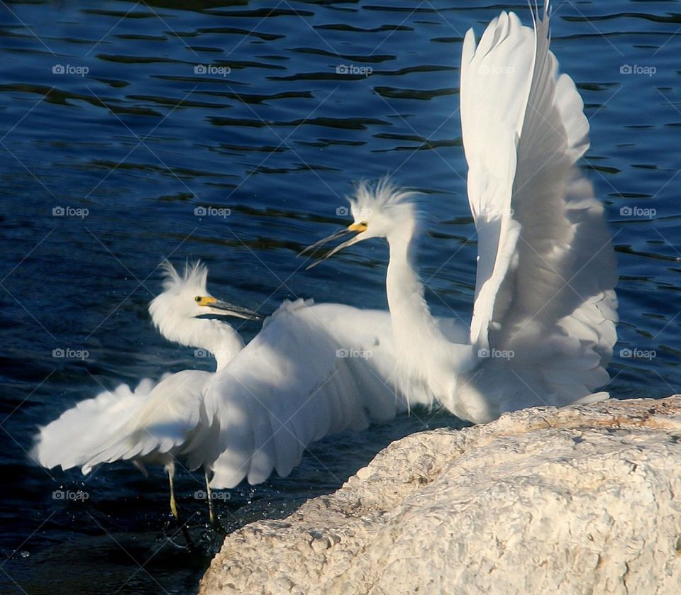Two Snowy Egrets in Territory Dispute