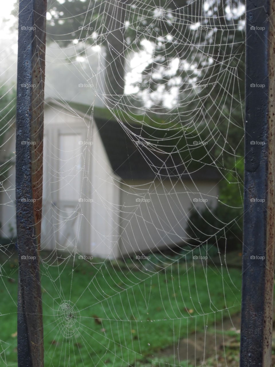 Morning spider web.