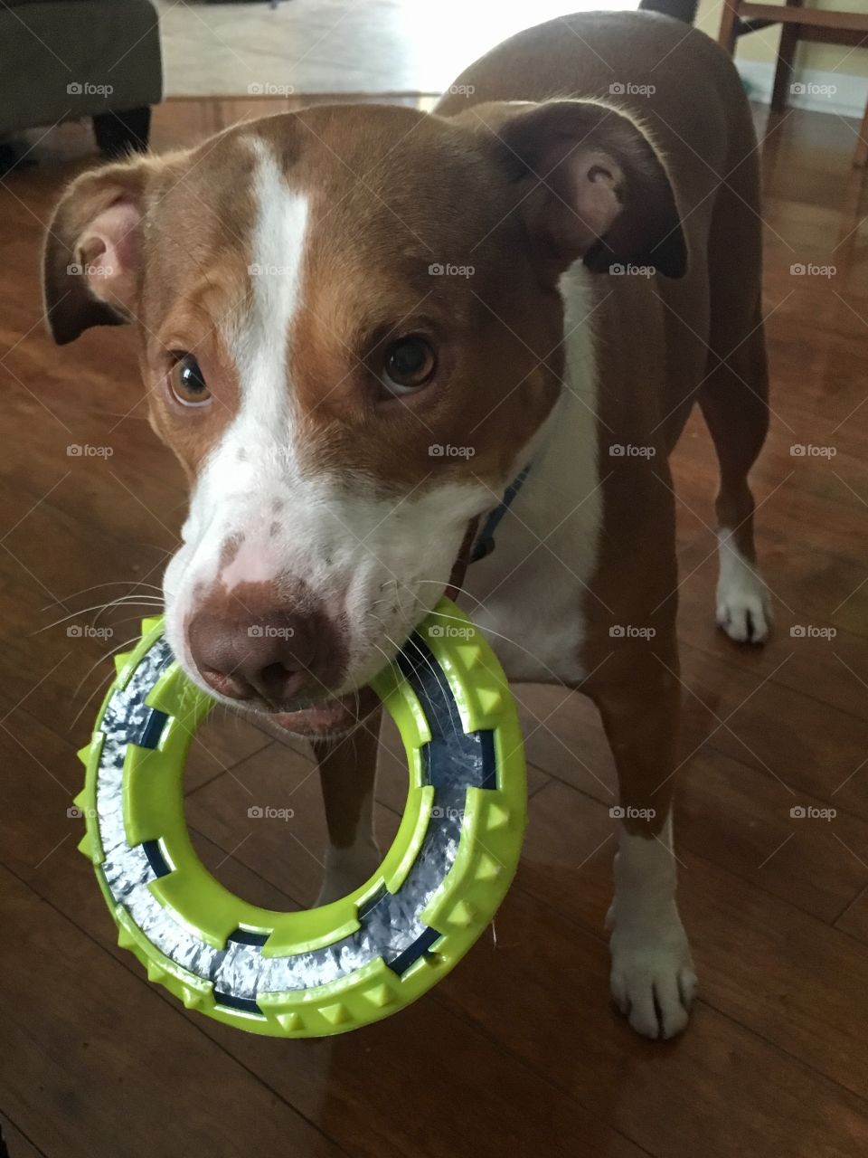 Adorable rescue red nose pitbull wants to play with sad eyes