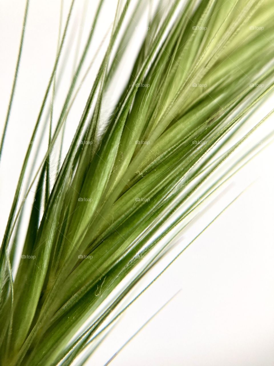 Green spikelet of grass