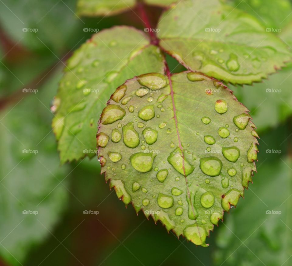 Rain drops