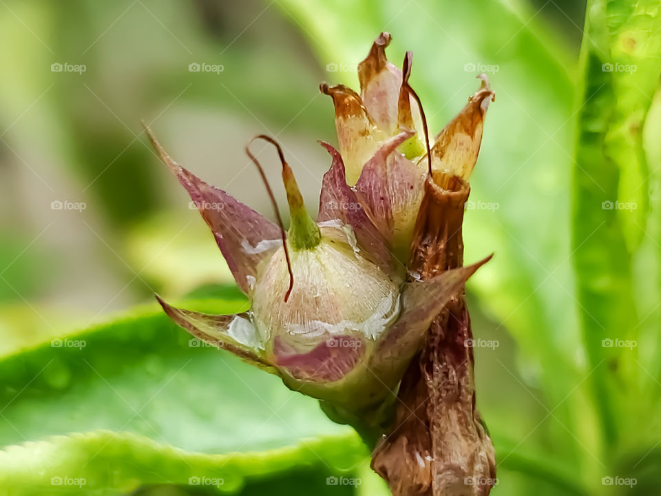 Close up of a wild morning glory seed pod after a light rain