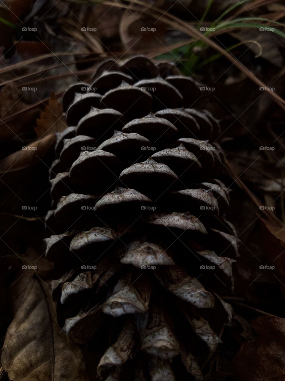 Pine cone in low light