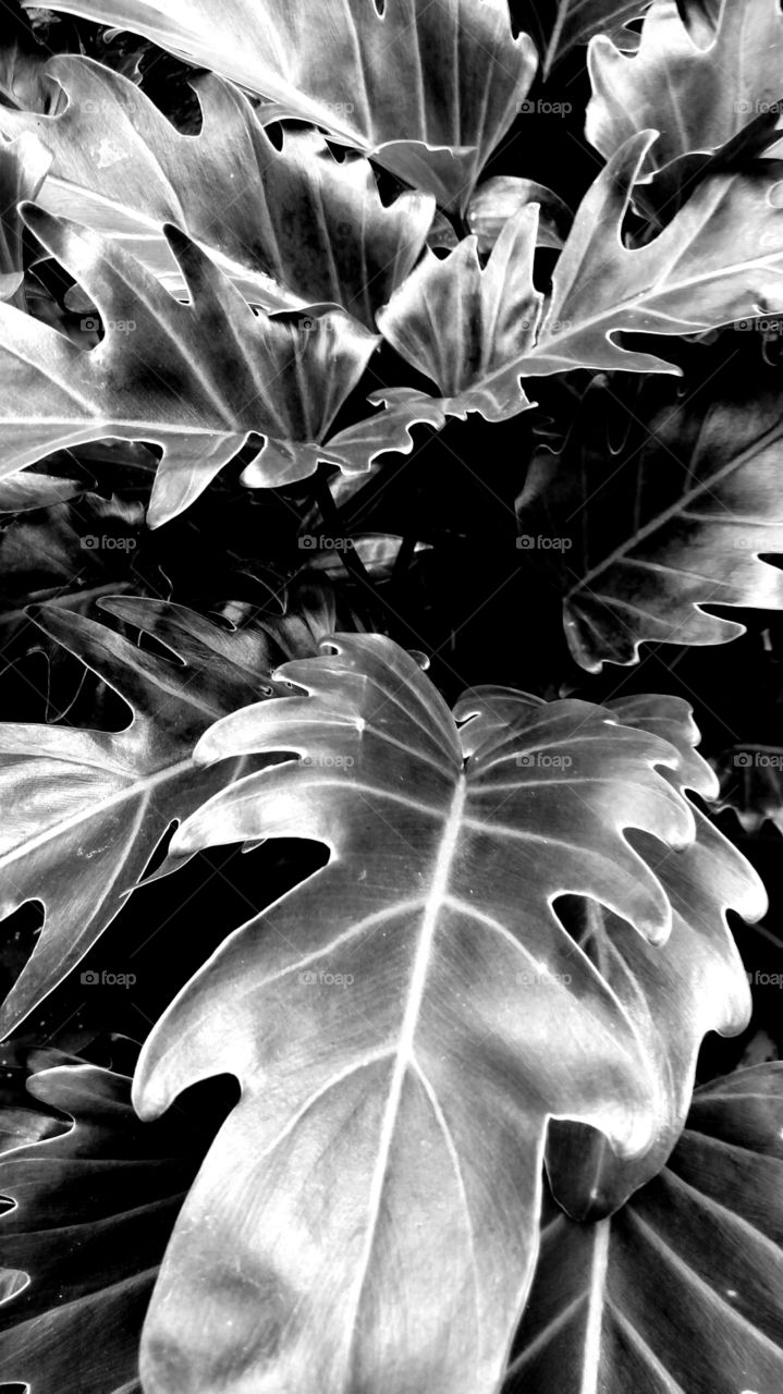 Leaf Lush Floral monochrome black and white