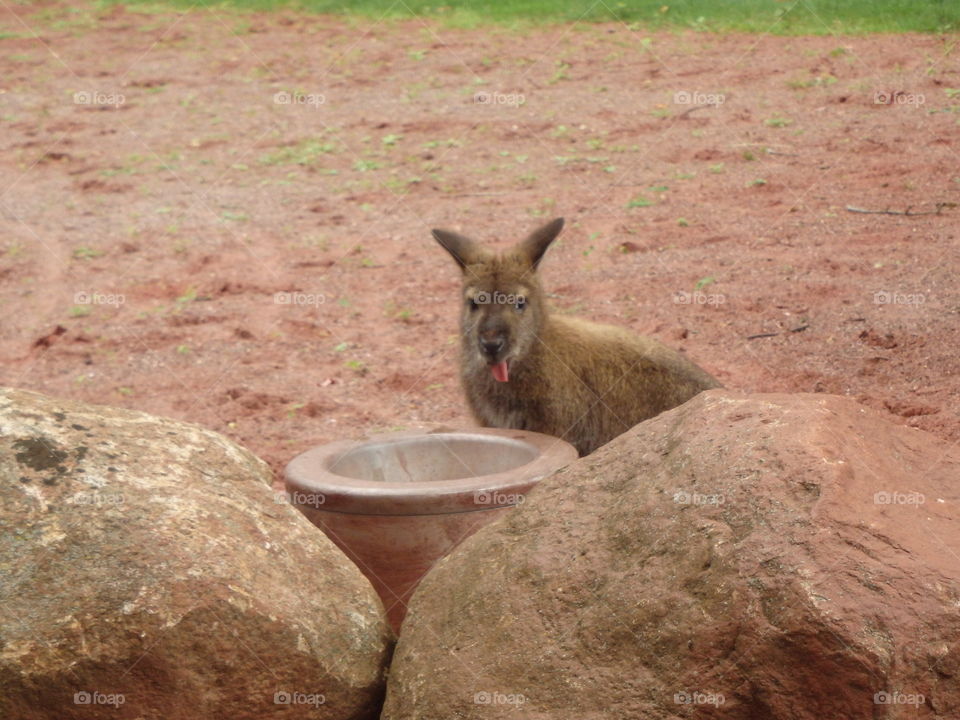 wallaby