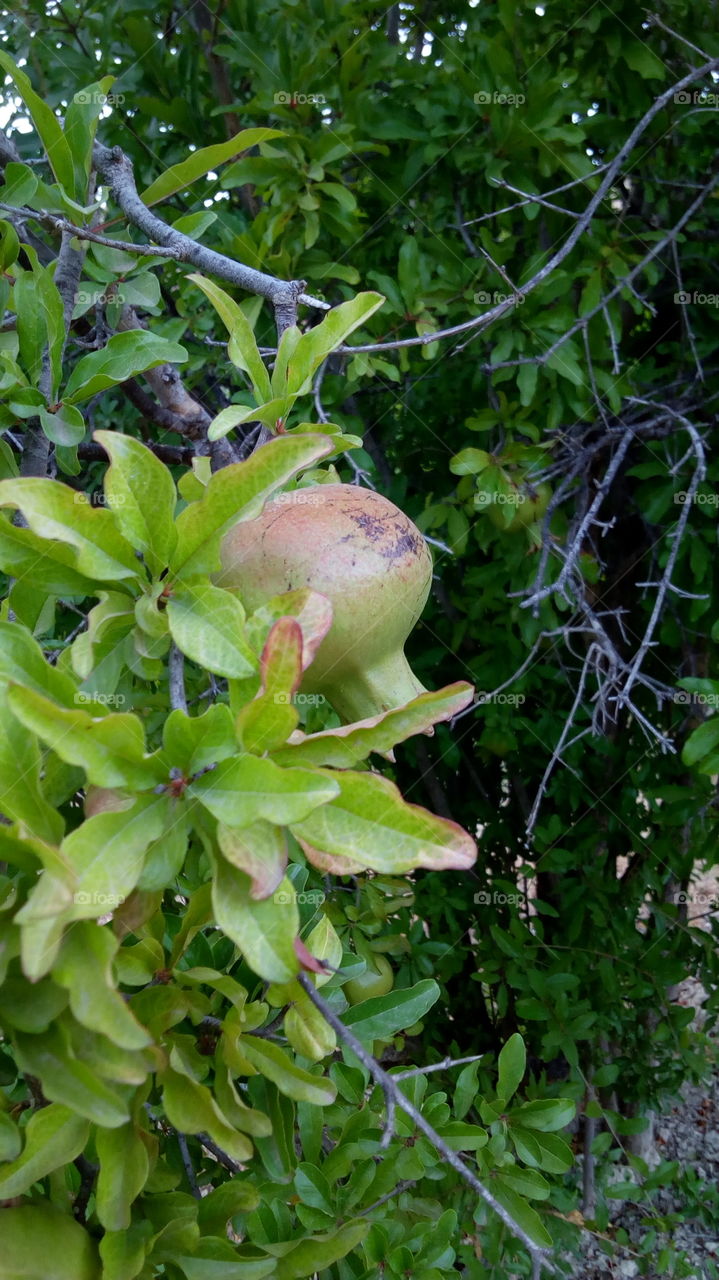 شجرة الرمان مداق رائع