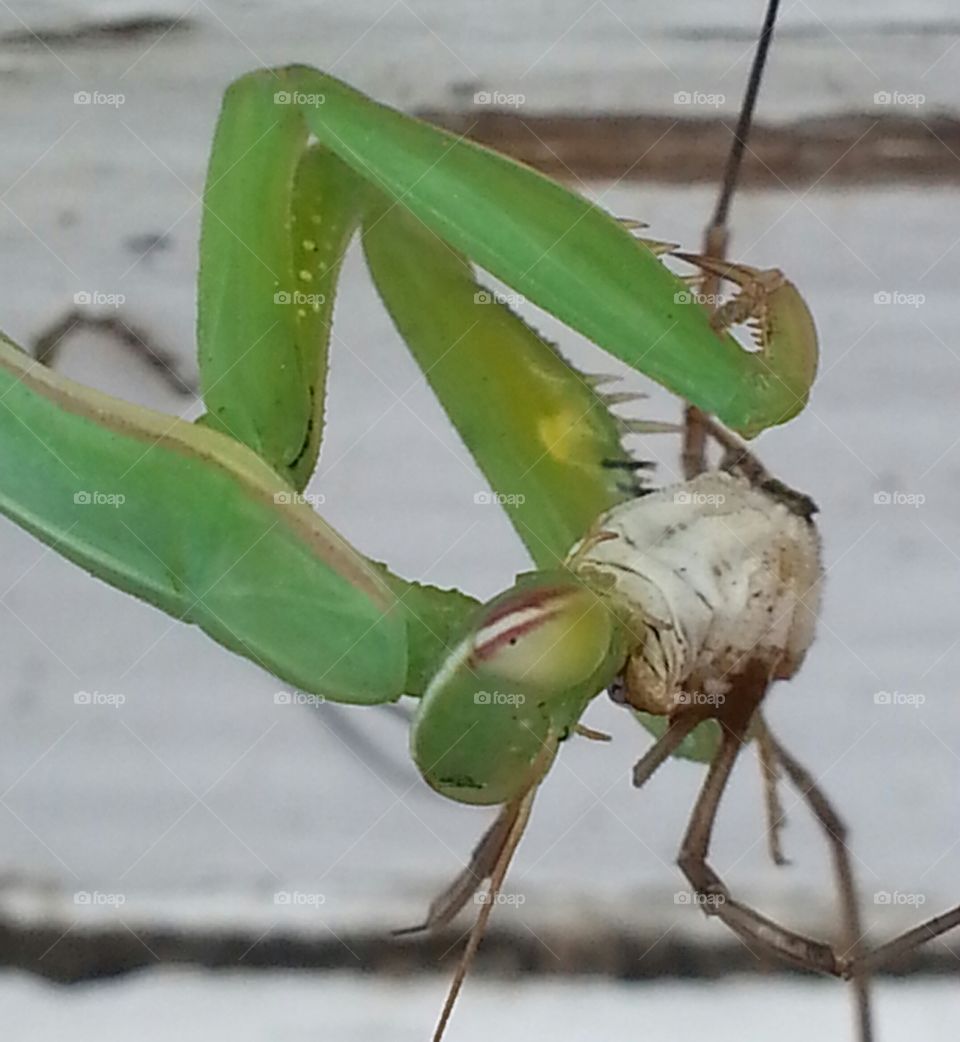 A preying mantis devouring its prey.