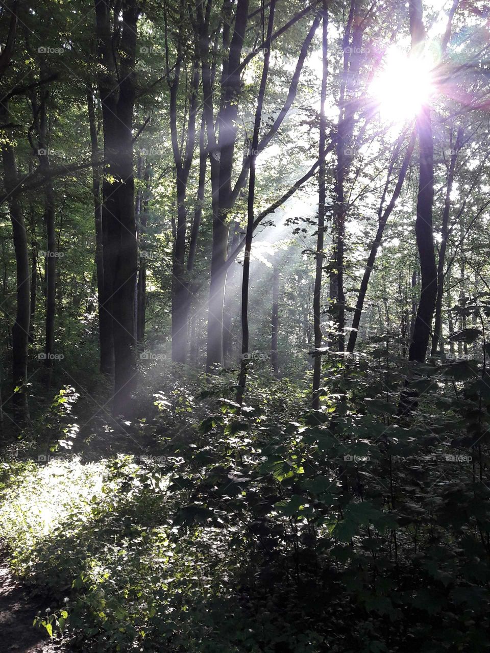Wald und Licht
