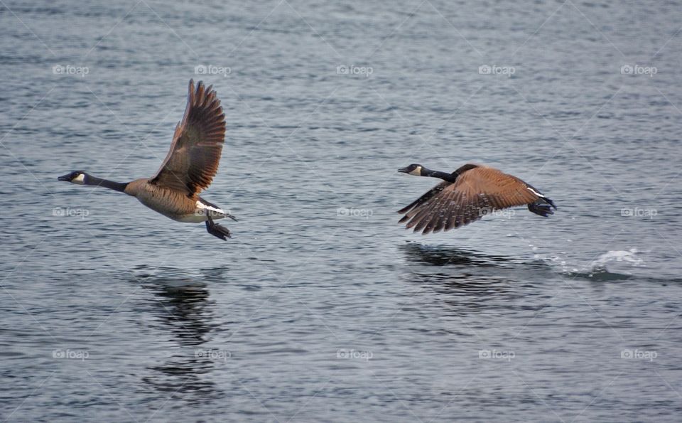 Canada geese taking off