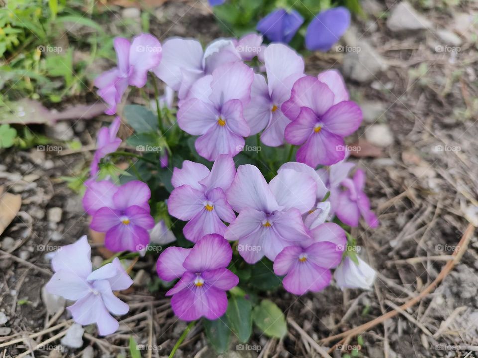 Shanli Railway Station, Beinan Township, Taitung County, wild pansy