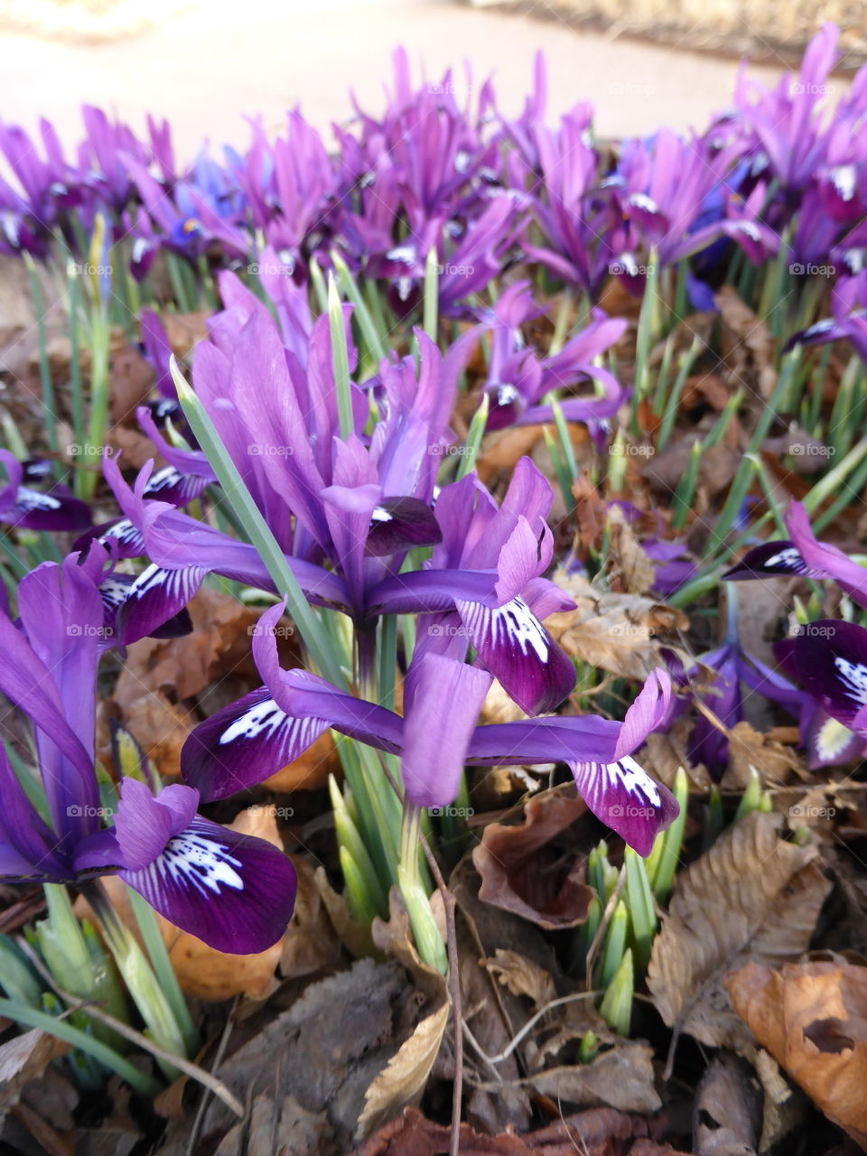 purple iris