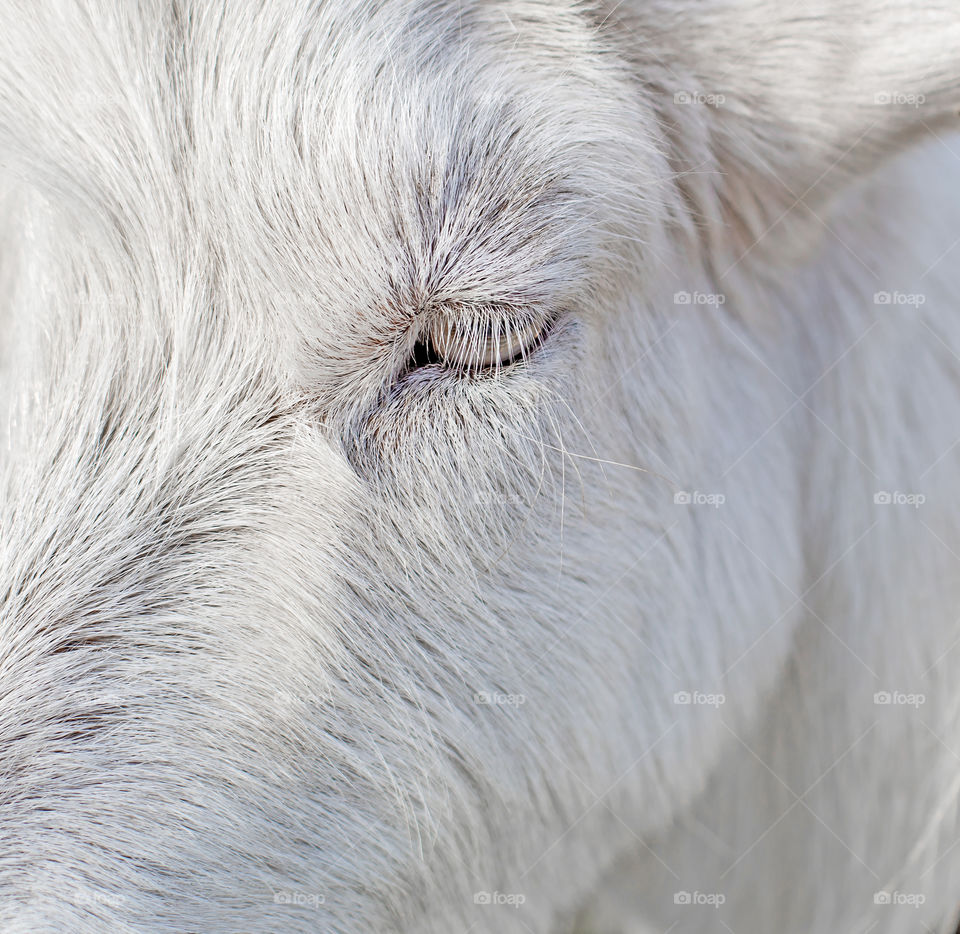 Beautiful fur and eyelashes of white goat close up 
