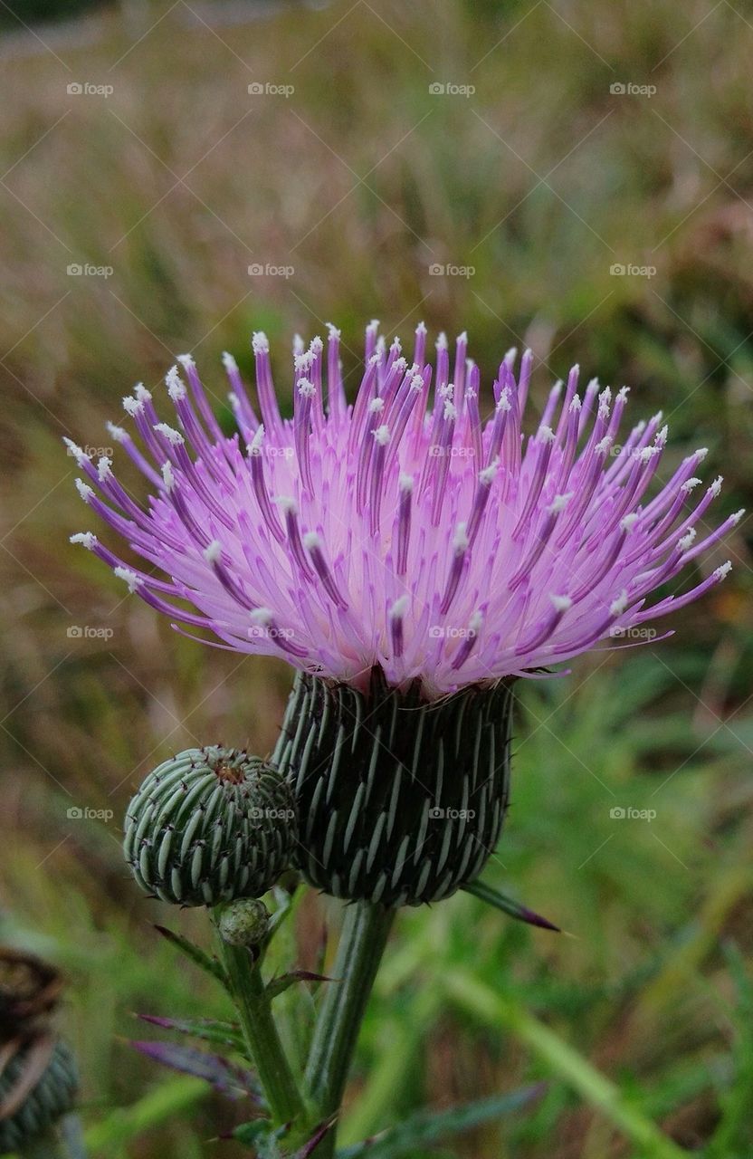 Close-up of purple flower