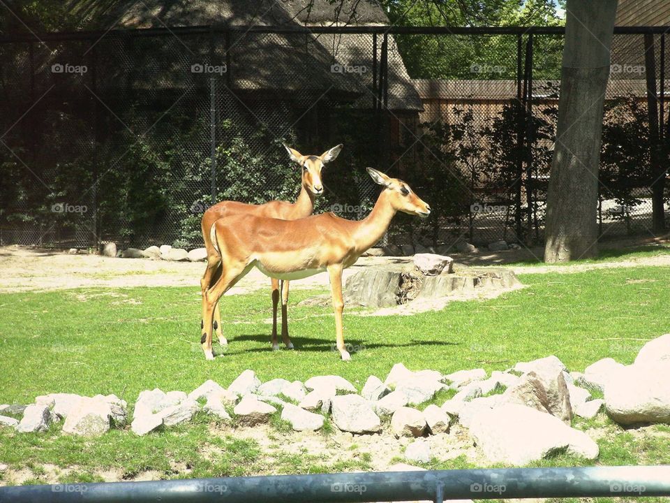 Antelopes 