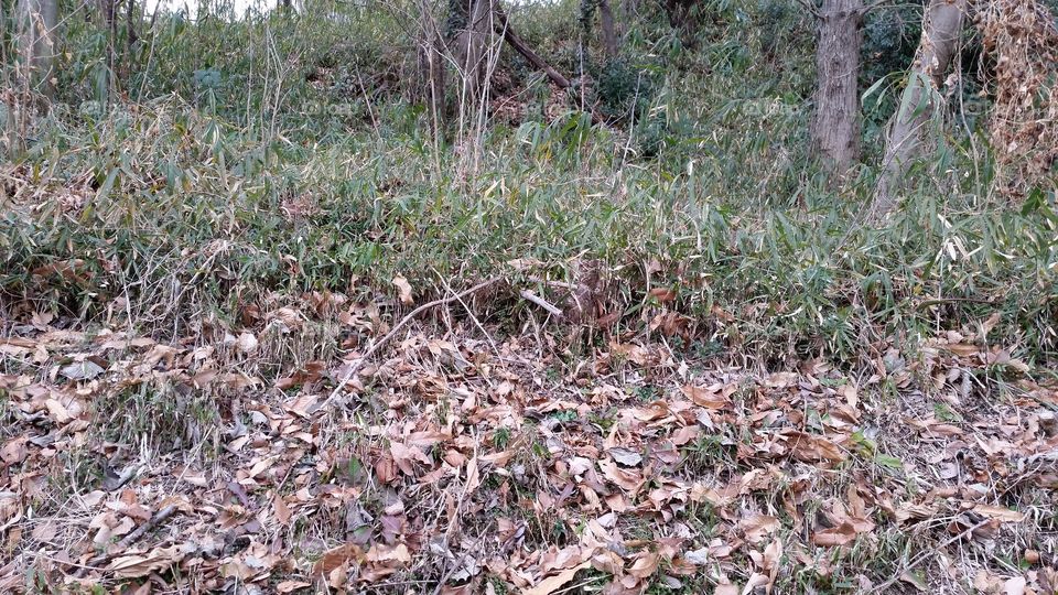 A forest and dead leaf