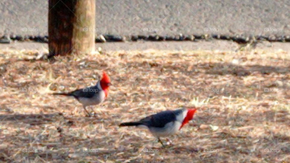 Cardenales - Cardenals