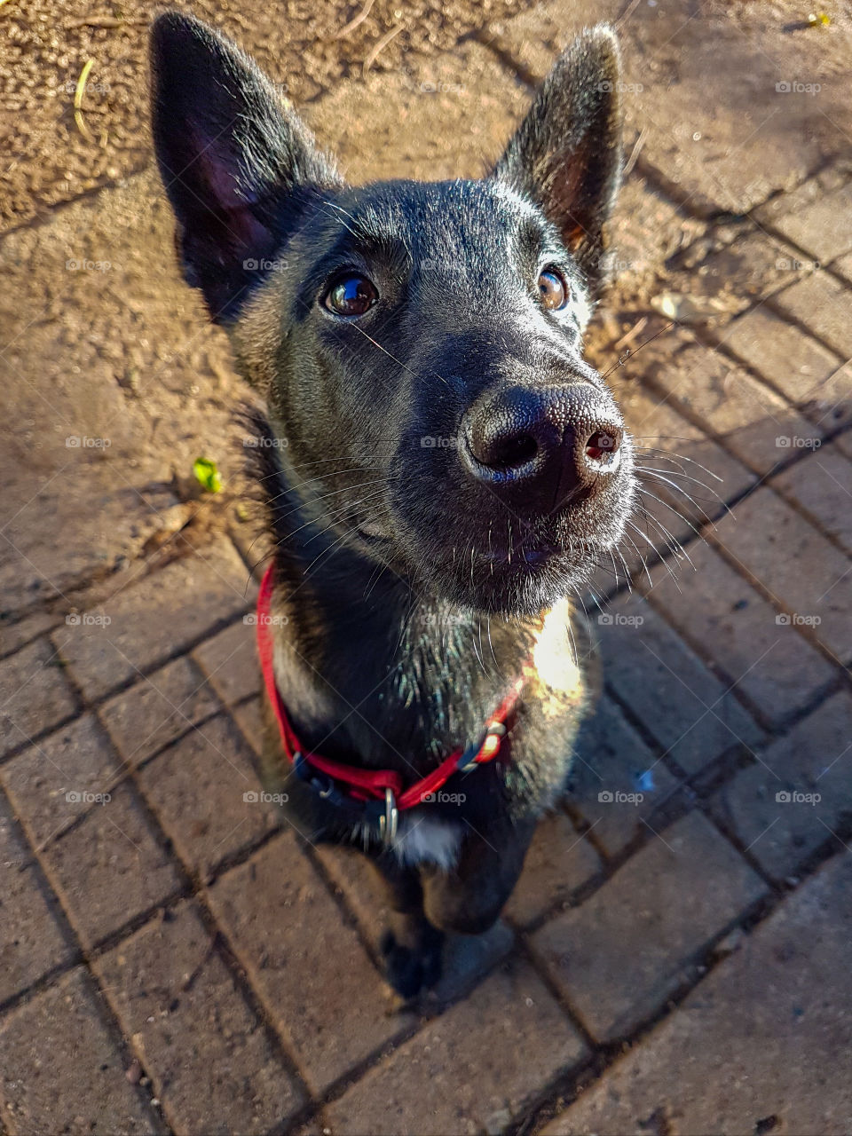 puppy malinois sitting like a good boy