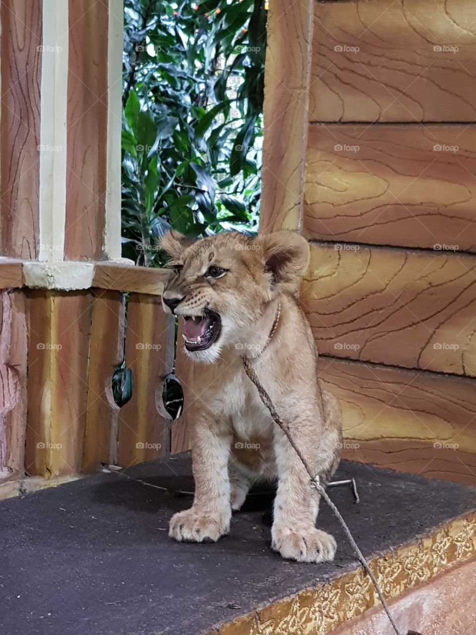 Baby Lion in Safari Park Indonesia