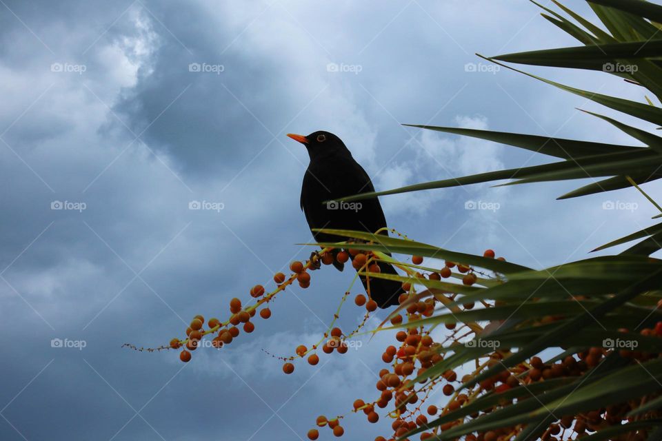 Black bird with orange eyes 