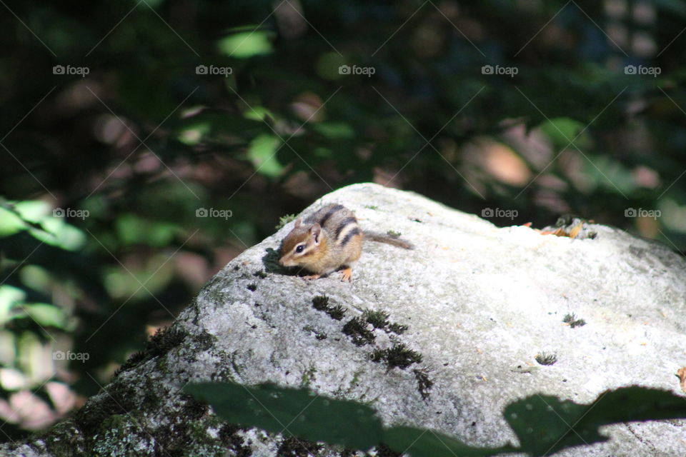 tiny little chipmunk friend sunbathing on a rock