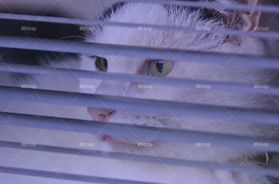 Cat in prison?