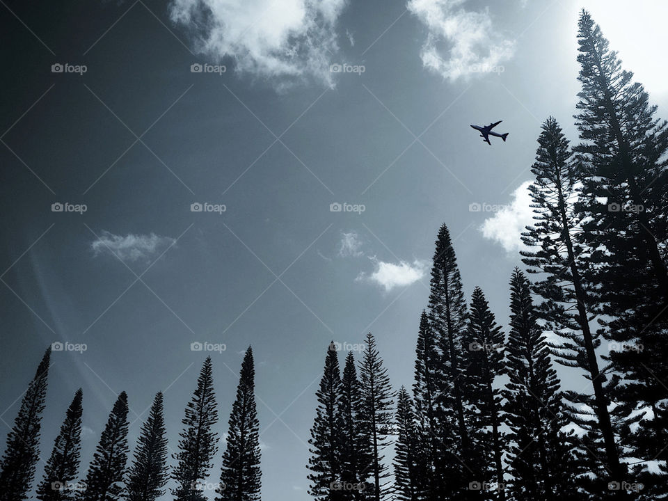 Airplane flying over a field of Cook Pine trees in Hawaii