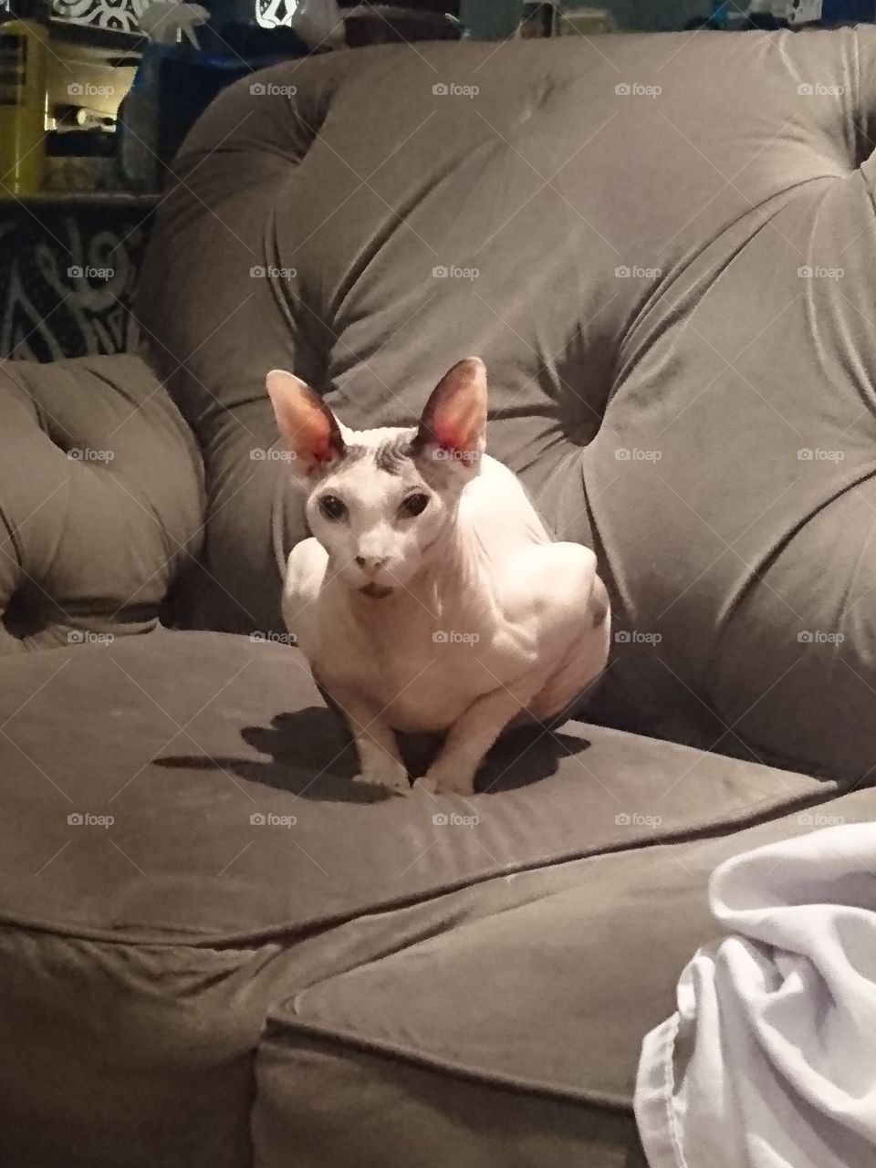 Sphinx staring in chicken mode