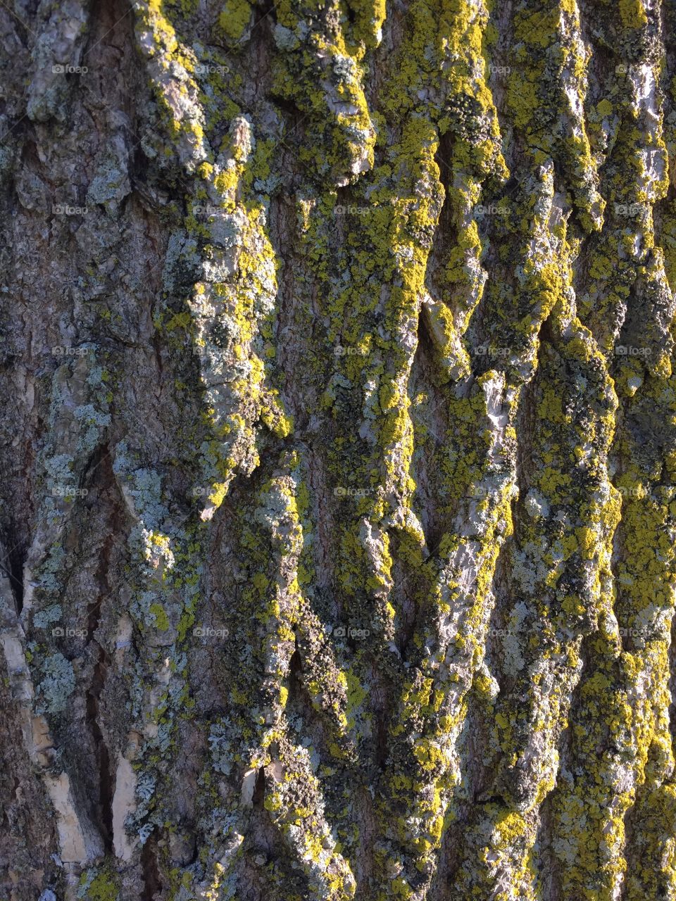 Bark with lichens 
Meridian Park 
Late afternoon 