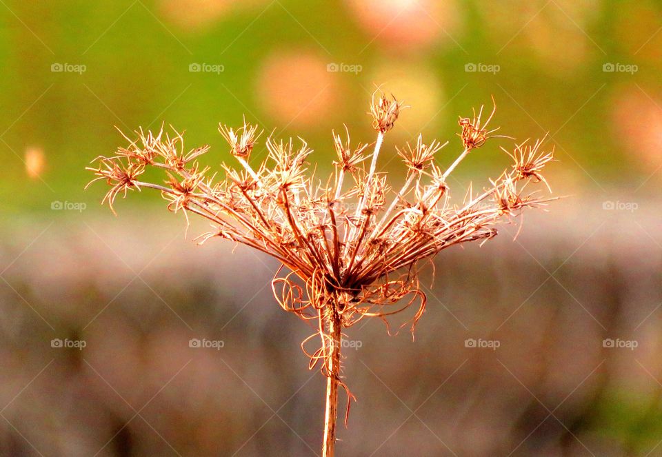 beautiful vegetation