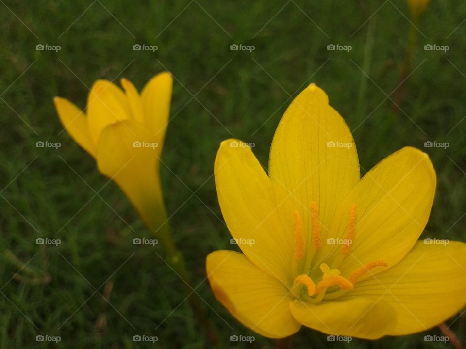 Close-up of a yellow flower