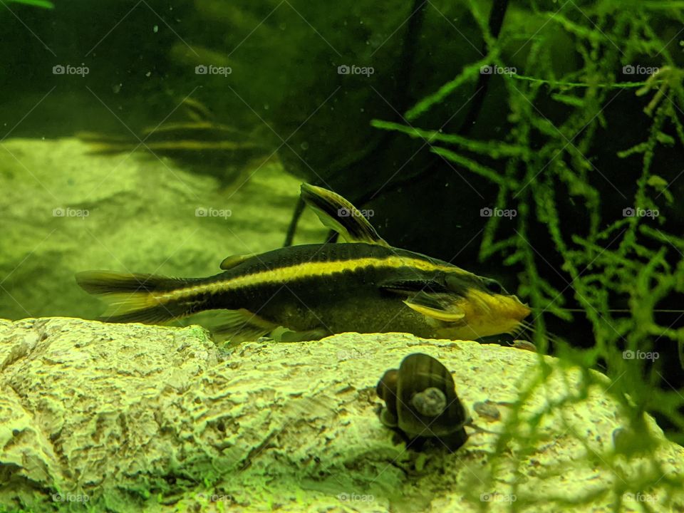 Striped Rafael Catfish