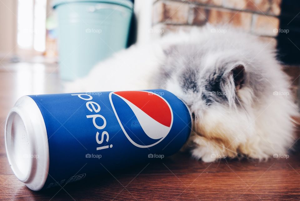 Tommy Loves Pepsi