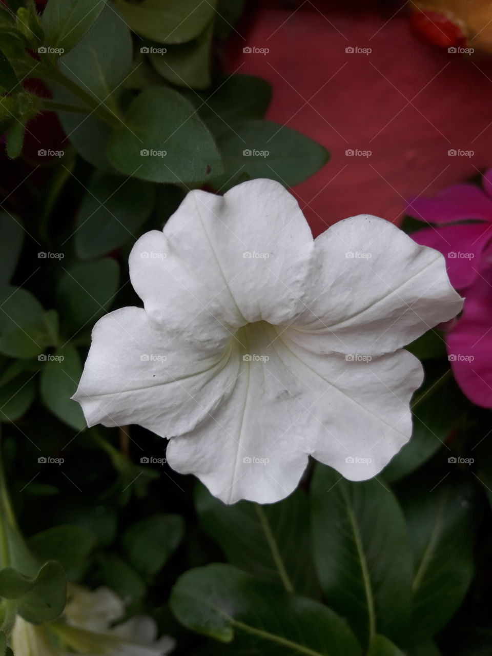 white flower has five delicate petals.
