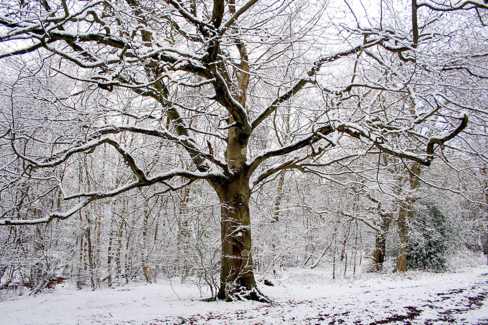 snow winter landscape tree by jbrinkler