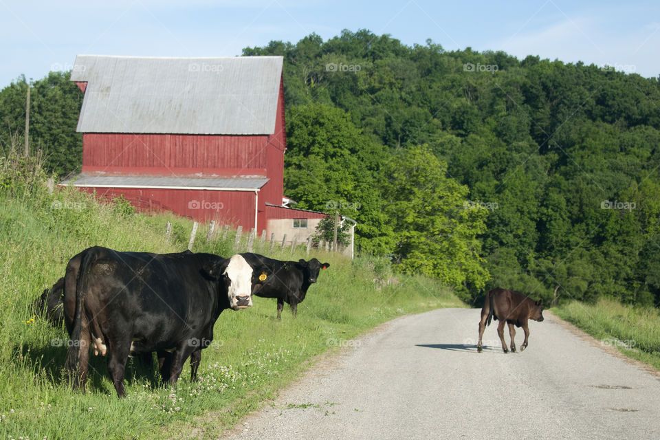 Country road with cows walking on it 