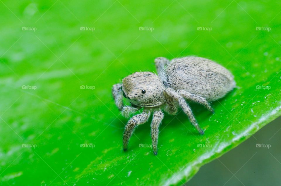 Jumping spider