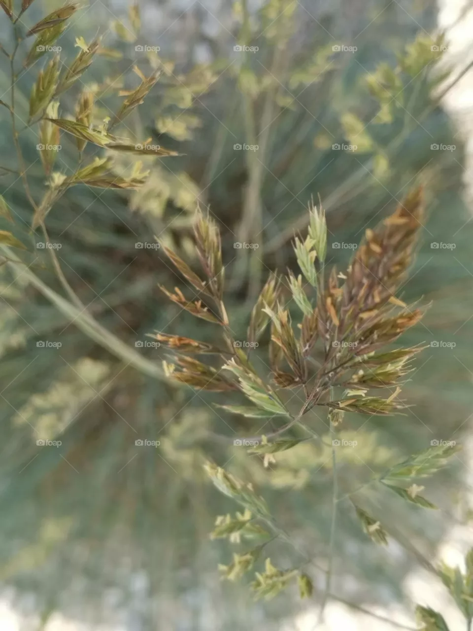 Grass