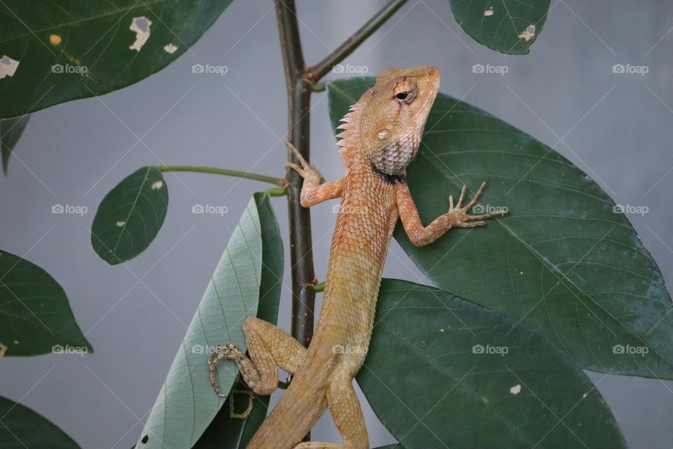 An oriental garden lizard is on a small branch with big leaf