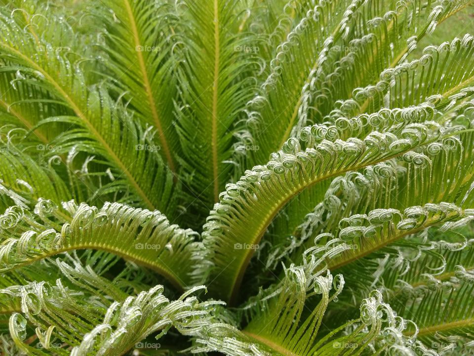 verde com gotículas de água