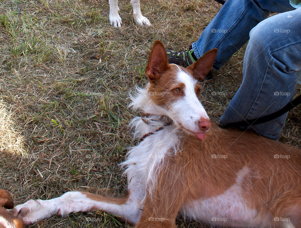 What dogs do behind your back