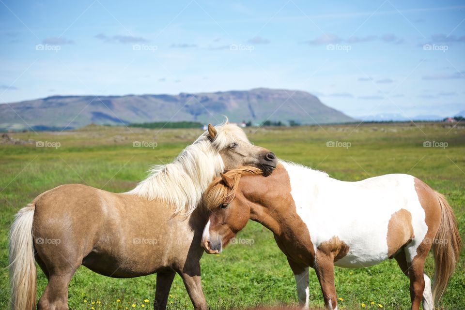 Icelandic horses scratching each other 