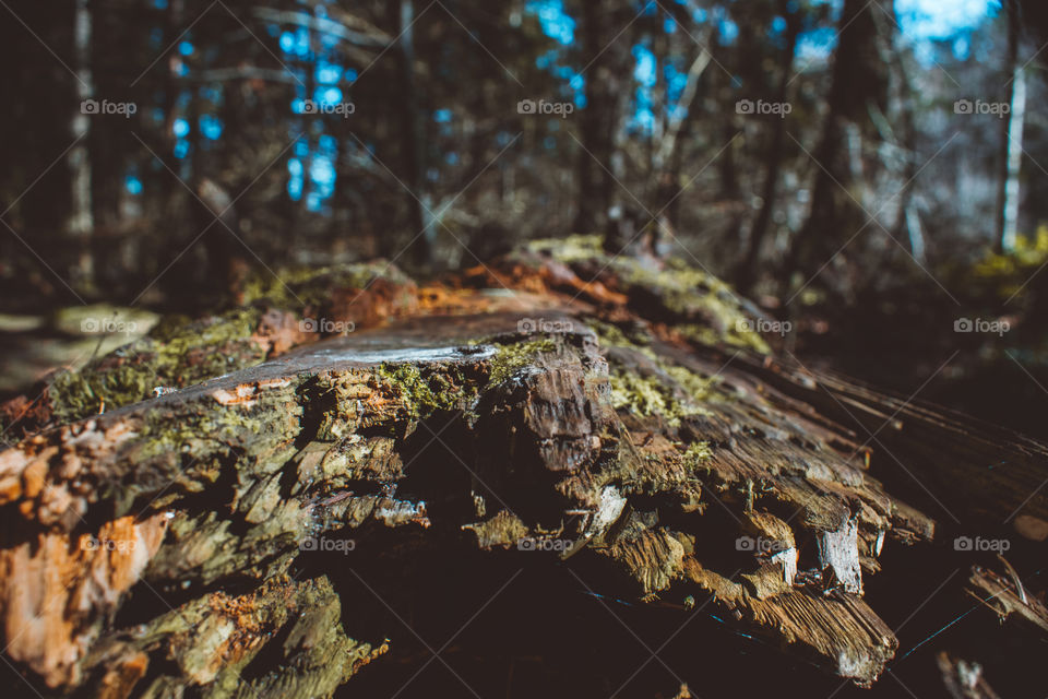 close up of a log