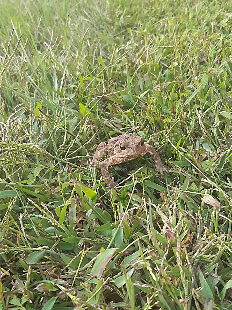 Toad