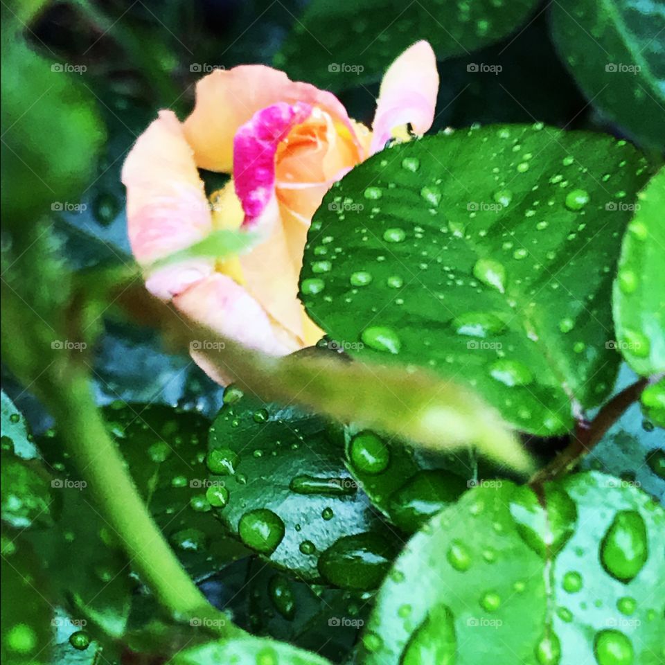 Rose in the wet