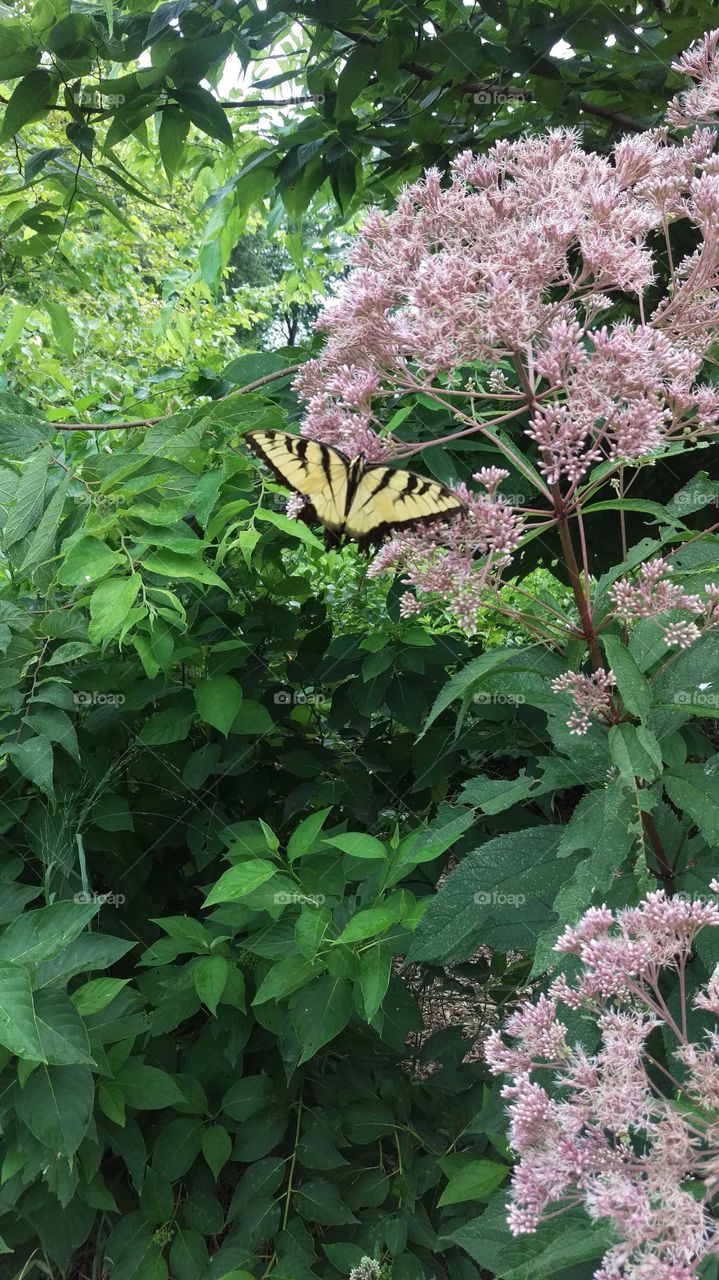 Migrating yellow butterfly enjoying light pink Joe Pye Weed plant with a green leaf background.