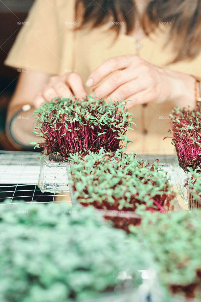 Girl in yellow dress harvesting  a microgreen