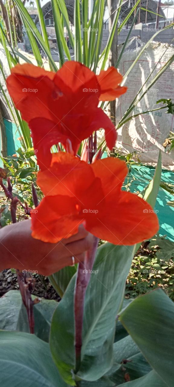 Red colour flower photos 🤩